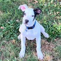 Thumbnail photo of Ryland #3