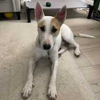 Thumbnail photo of Deebo #1