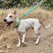 Thumbnail photo of Deebo #4