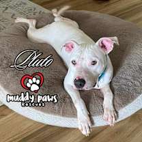 Thumbnail photo of Houdini FKA Pluto (Courtesy Post) #1