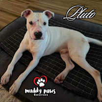 Thumbnail photo of Houdini FKA Pluto (Courtesy Post) #2