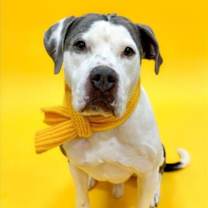 Thumbnail photo of Oliver #1