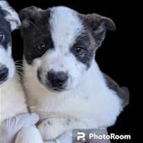 Thumbnail photo of Brandi #3