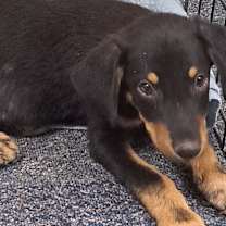 Thumbnail photo of Benji #3