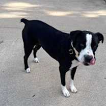 Thumbnail photo of CLOVER #1