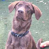 Thumbnail photo of Dusty #4