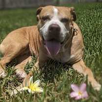 Thumbnail photo of Missy #3