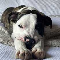 Thumbnail photo of Jax #2