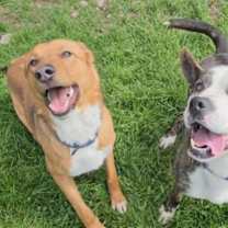 Thumbnail photo of Zander #2