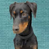 Thumbnail photo of Jack #3