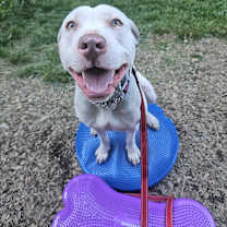 Thumbnail photo of Sammy #1