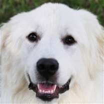 Thumbnail photo of Angel #1