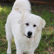 Thumbnail photo of Angel #2