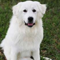 Thumbnail photo of Angel #3