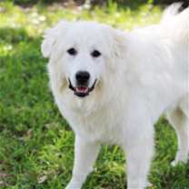 Thumbnail photo of Angel #4