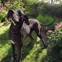 Thumbnail photo of Sam #3