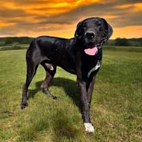 Thumbnail photo of Sam #4