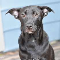 Thumbnail photo of Shadow (Lone Star Litter) #2