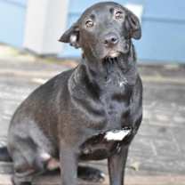 Thumbnail photo of Shadow (Lone Star Litter) #3