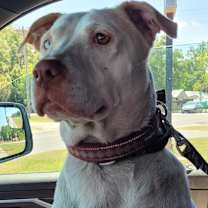 Thumbnail photo of Coco #1