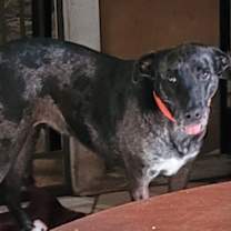 Thumbnail photo of Cookie #1