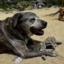 Thumbnail photo of Hazel #4