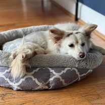 Thumbnail photo of Dolly #3