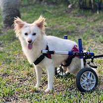 Thumbnail photo of Dolly #1