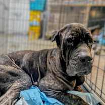 Thumbnail photo of Cecil #1