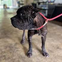 Thumbnail photo of Cecil #2