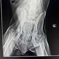 Thumbnail photo of Cecil #3