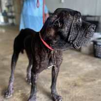 Thumbnail photo of Cecil #4