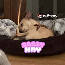 Thumbnail photo of Sassy May #2