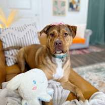 Thumbnail photo of Vienna Angel the sweetest peanut butter cup #4