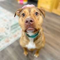 Thumbnail photo of Vienna Angel the sweetest peanut butter cup #1