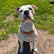 Thumbnail photo of Buster #2