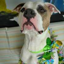 Thumbnail photo of Buster #3