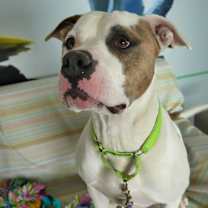 Thumbnail photo of Buster #4