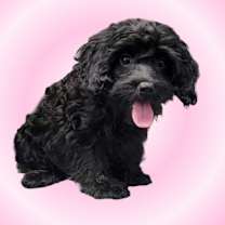 Thumbnail photo of Harriet #1