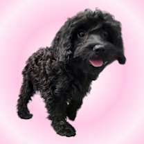 Thumbnail photo of Harriet #2