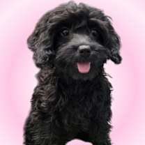 Thumbnail photo of Harriet #3