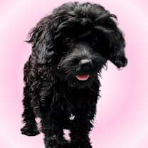 Thumbnail photo of Harriet #4
