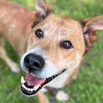 Thumbnail photo of Otis #1