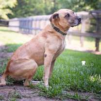 Thumbnail photo of Abby #1
