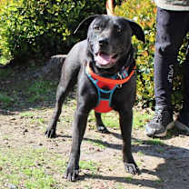 Thumbnail photo of Calvin #2