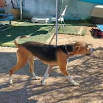 Thumbnail photo of Sirius #1