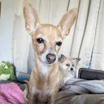 Thumbnail photo of Bambi #1