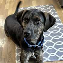 Thumbnail photo of PUPPY RAZ TAZ- SPECIAL #1