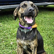 Thumbnail photo of PUPPY RAZ TAZ- SPECIAL #2
