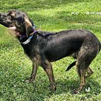 Thumbnail photo of PUPPY RAZ TAZ- SPECIAL #4